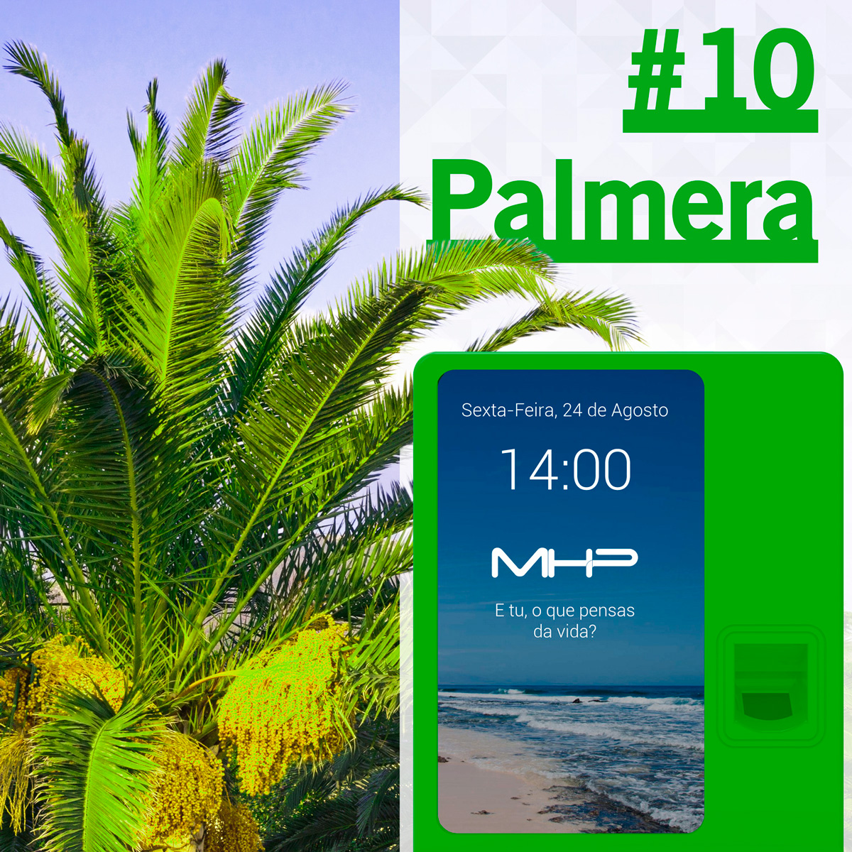 -10Palmera_pt